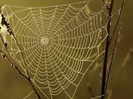 SPINNEWEB